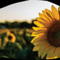Field of Sunflowers Face Cover with 2 layers and a filter pocket. Includes free filter and adjustable ear clips